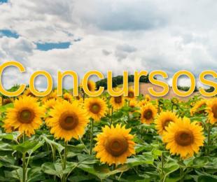 CONCURSO