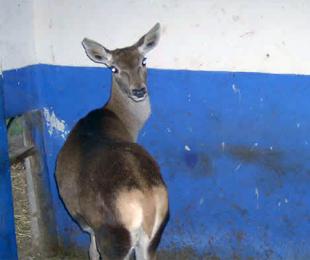 Orea 1,Orea 2,Orea 3,Orea 4,Orea 5